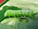 Amphipyra_pyramidea_larva_hohtopensasyokkonen_toukka_IMG_1714.jpg