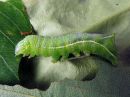 Amphipyra_pyramidea_larva_hohtopensasyokkonen_toukka_IMG_1717.jpg