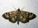 Anania_coronata_seljakoisa_IMG_0993.JPG