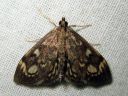 Anania_coronata_seljakoisa_IMG_5335.JPG