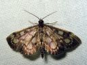 Anania_coronata_seljakoisa_IMG_6587.JPG