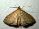 Anania_fuscalis_maitikkakoisa_IMG_1693.JPG