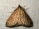 Anania_fuscalis_maitikkakoisa_IMG_6923.JPG