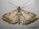 Tiedostonimi=Anania_perlucidalis_ohdakekoisa_29_6_2015.jpg
Tiedostokoko=50kt
Koko=600x452
Lisätty=09.11.2015 Anania_perlucidalis_ohdakekoisa_29_6_2015.jpg