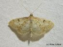 Tiedostonimi=Anania_perlucidalis_ohdakekoisa_30_6_2014_2.jpg
Tiedostokoko=243kt
Koko=600x450
Lisätty=10.03.2015 Anania_perlucidalis_ohdakekoisa_30_6_2014_2.jpg