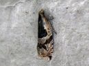 Tiedostonimi=Ancylis_myrtillana_mustikkasirppikaariainen_IMG_2030.jpg
Tiedostokoko=65kt
Koko=600x450
Lisätty=10.04.2018 Ancylis_myrtillana_mustikkasirppikaariainen_IMG_2030.jpg
