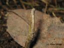 Tiedostonimi=Angerona_prunaria_luumumittari_12_12_2014_28229.jpg
Tiedostokoko=284kt
Koko=600x450
Lisätty=23.02.2015 Angerona_prunaria_luumumittari_12_12_2014_28229.jpg