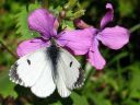 Anthocharis_cardamines_female_auroraperhonen_naaras_IMG_2774.jpg