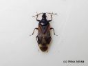 Anthocoris_confusus_hallavanokkalude_5_12_2014.jpg