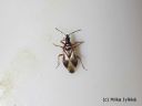 Anthocoris_limbatus_pajukkonokkalude_18_12_2014.jpg