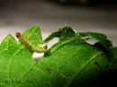 Anthophila_fabriciana_larva_nokkostuikekoi_toukka_29_6_201528229.jpg