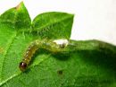 Anthophila_fabriciana_larva_nokkostuikekoi_toukka_29_6_2015_28229.jpg