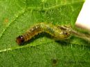 Anthophila_fabriciana_larva_nokkostuikekoi_toukka_29_6_2015_28329.jpg