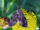 Anthophila_fabriciana_nokkostuikekoi_IMG_3624.jpg