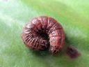 Apamea_crenata_larva_kirjolahoyokkonen_toukka_IMG_2832.JPG