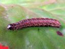 Apamea_crenata_larva_kirjolahoyokkonen_toukka_IMG_2835.JPG