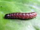 Apamea_crenata_larva_kirjolahoyokkonen_toukka_IMG_2838.JPG