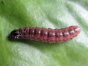 Apamea_crenata_larva_kirjolahoyokkonen_toukka_IMG_2839.JPG