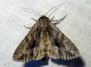 Apamea_monoglypha_isolahoyokkonen_IMG_1885.jpg