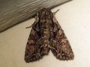 Apamea_monoglypha_isolahoyokkonen_IMG_4682.jpg