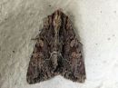 Apamea_monoglypha_isolahoyokkonen_IMG_5264.jpg