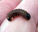 Apamea_monoglypha_larva_isojuuriyokkonen_toukka_IMG_1076.jpg