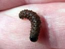 Apamea_monoglypha_larva_isojuuriyokkonen_toukka_IMG_1078.jpg