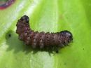 Apamea_monoglypha_larva_isojuuriyokkonen_toukka_IMG_1081.jpg