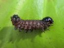 Apamea_monoglypha_larva_isojuuriyokkonen_toukka_IMG_1082.jpg