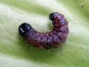 Apamea_monoglypha_larva_isojuuriyokkonen_toukka_IMG_1084.jpg