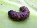 Apamea_monoglypha_larva_isojuuriyokkonen_toukka_IMG_1085.jpg