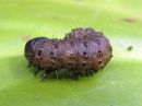 Apamea_monoglypha_larva_isojuuriyokkonen_toukka_IMG_1086.jpg