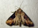 Apamea_ophiogramma_rantajuuriyokkonen_IMG_3539.jpg