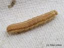 Apamea_remissa_larva_kahtaisjuuriyokkonen_toukka_31_8_2014.jpg