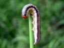 Apamea_scolopacina_larva_hentojuuriyokkonen_toukka_IMG_0318.JPG