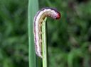 Apamea_scolopacina_larva_hentojuuriyokkonen_toukka_IMG_0319.JPG