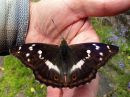 Tiedostonimi=Apatura_iris_male_haiveperhonen_koiras_IMG_0920.jpg
Tiedostokoko=83kt
Koko=600x450
Lisätty=30.07.2015 Apatura_iris_male_haiveperhonen_koiras_IMG_0920.jpg