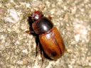 Aphodius_fasciatus_kangaslantiainen_IMG_3435.jpg