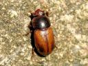 Aphodius_fasciatus_kangaslantiainen_IMG_3436.jpg