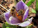 Apis_mellifera_tarhamehilainen_IMG_1661.jpg