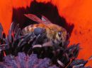 Apis_mellifera_tarhamehilainen_IMG_2580.jpg