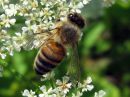 Apis_mellifera_tarhamehilainen_IMG_2905.jpg