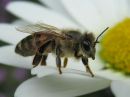 Apis_mellifera_tarhamehilainen_IMG_3162.jpg