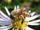 Apis_mellifera_tarhamehilainen_IMG_3343.jpg