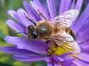 Apis_mellifera_tarhamehilainen_IMG_3355.jpg