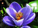 Apis_mellifera_tarhamehilainen_IMG_3682.jpg