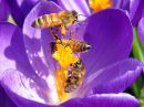 Apis_mellifera_tarhamehilainen_IMG_4575.jpg