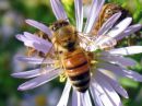 Apis_mellifera_tarhamehilainen_IMG_4748.jpg