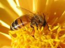 Apis_mellifera_tarhamehilainen_IMG_4763.jpg