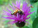 Apis_mellifera_tarhamehilainen_IMG_7193.jpg